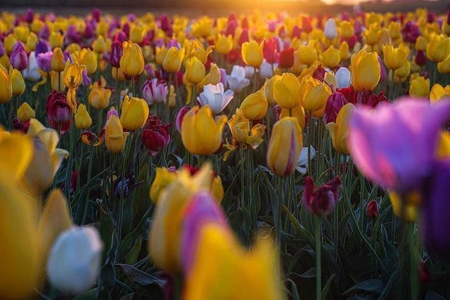 ExploredCo's tweet photo. Photo from @dsbaileyphoto - Wooden Shoe Tulip Festival - This image was the third most popular feature on @oregonexplored this week - #OregonExplored is a member of the #ExploredCo family - #Oregon https://t.co/yYsTi78HJq https://t.co/cDmzprxYXX