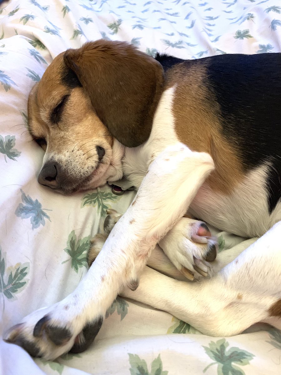 Beagles2mama's tweet photo. This is Daisy after a day helping Daddy in the yard while Mommy was at work. https://t.co/TWfdq1QTk0