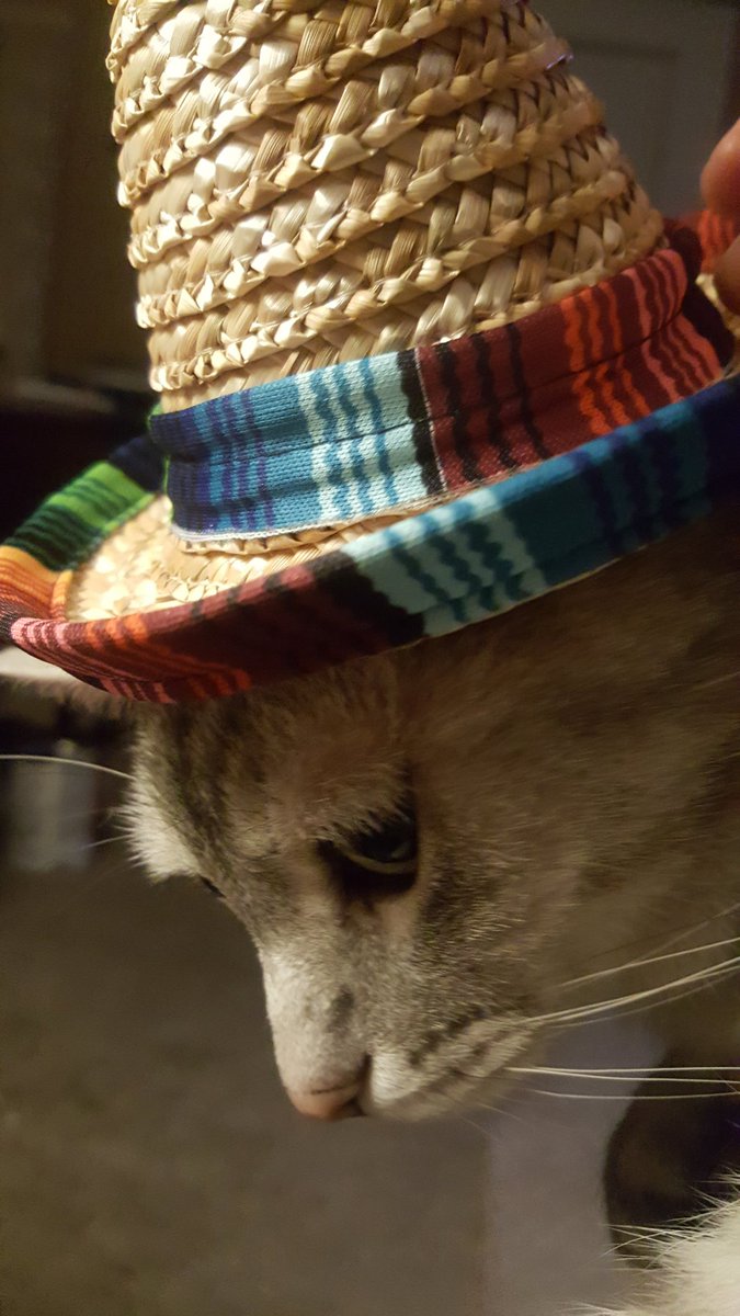coppercoin094's tweet photo. My cat likes to wear hats #instacat #catswithhats #hatsoncats #CatsofTwitter #catsofinstagram #CincoDeMayo https://t.co/HlxHU8GP7W