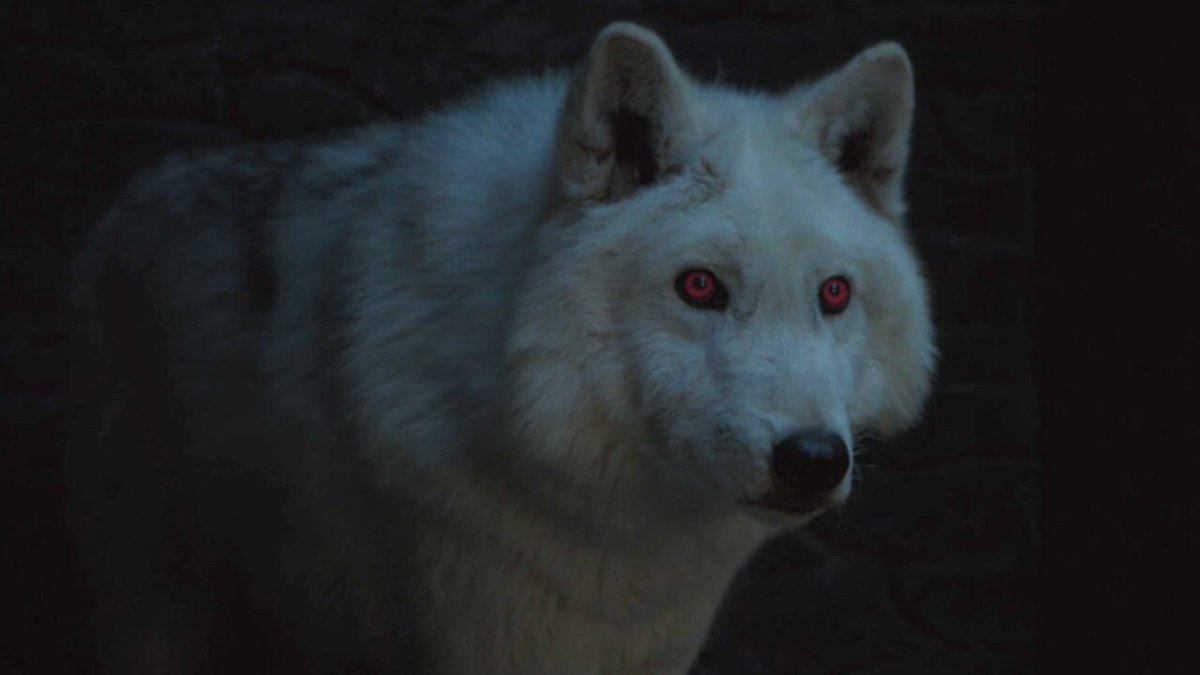 salmanelhesy1's tweet photo. Rt if you think ghost was the best boy in winterfell and deserved all the pets jon didn't give him #GameOfThrones https://t.co/LereqCQGAb