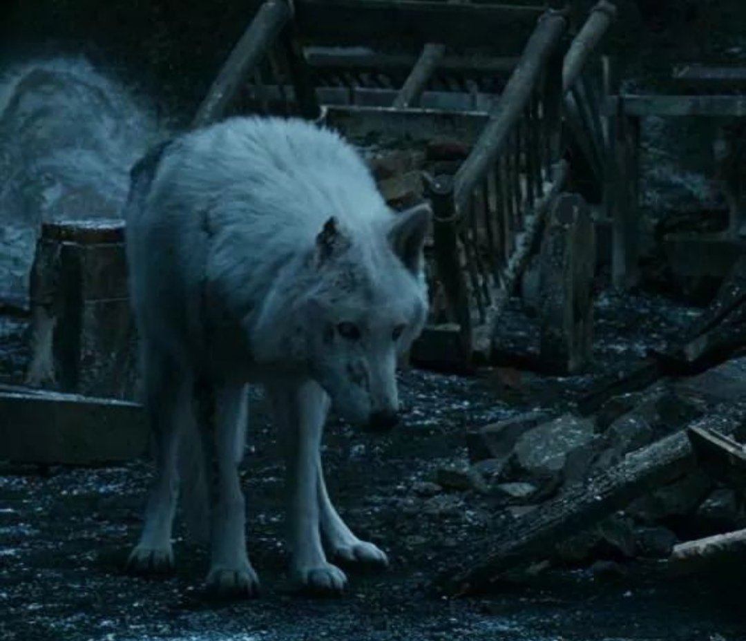 kim8888's tweet photo. Ghost was there for Jon and then he gets abandoned 😢#GameofThrones https://t.co/pvEd8w0r9E