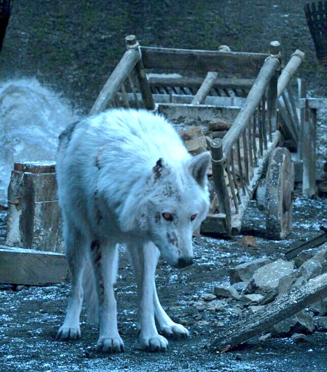 Atomic404's tweet photo. #GameOfThrones
"He deserves better"

#Ghost : You know nothing #JonSnow https://t.co/Nhvu0c8dr5