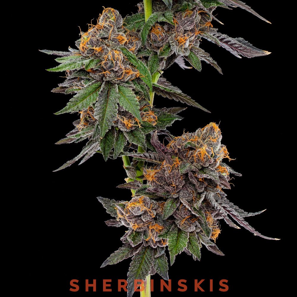 sherbinski415's tweet image. Açaí Berry Gelato delights with a smooth, tropical, berry flavor.
📸: @KandidKush