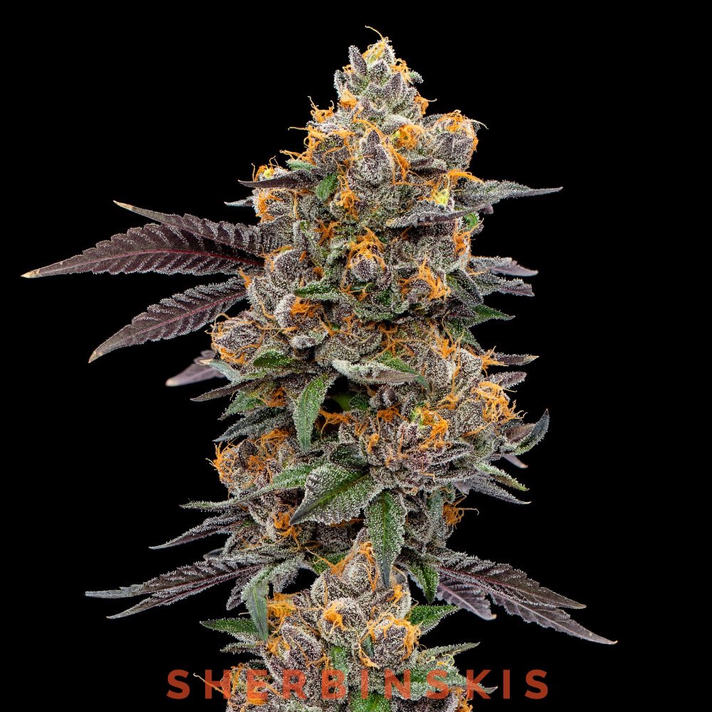 sherbinski415's tweet image. Açaí Berry Gelato delights with a smooth, tropical, berry flavor.
📸: @KandidKush