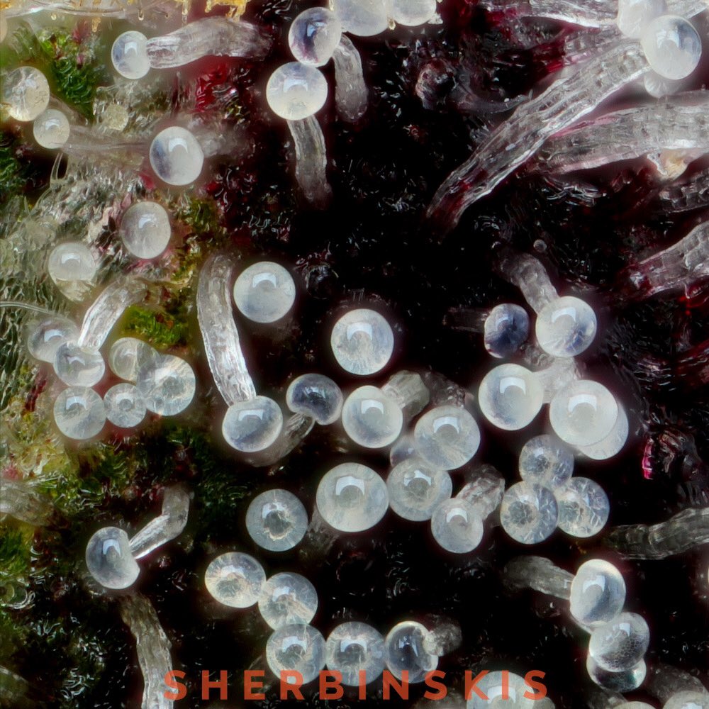 sherbinski415's tweet image. Açaí Berry Gelato delights with a smooth, tropical, berry flavor.
📸: @KandidKush