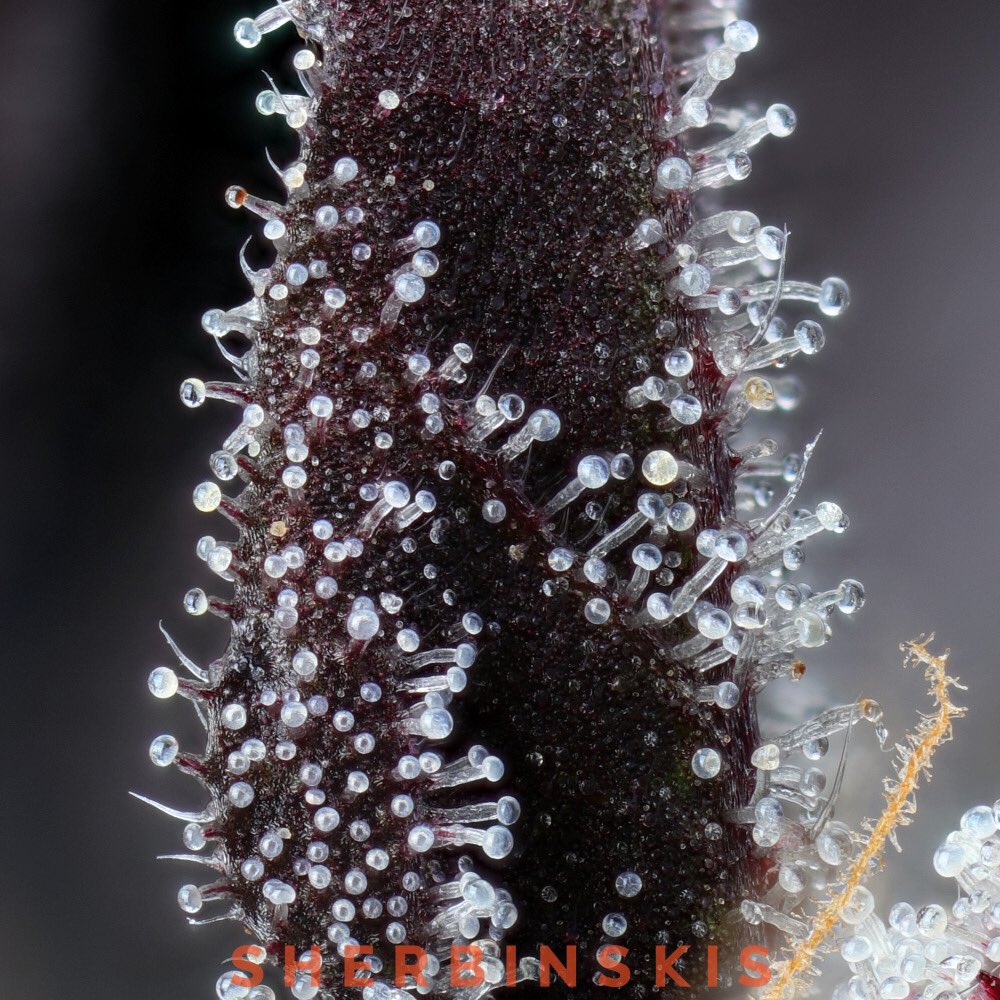 sherbinski415's tweet image. Açaí Berry Gelato delights with a smooth, tropical, berry flavor.
📸: @KandidKush