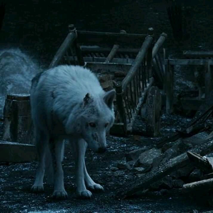 lokitadlosgatos's tweet photo. Yo, al recordar que Jon ni siquiera se despidió  de Ghost😪😡😡
#DominGOT 
#GameofThrٍones https://t.co/v5HmJljScp