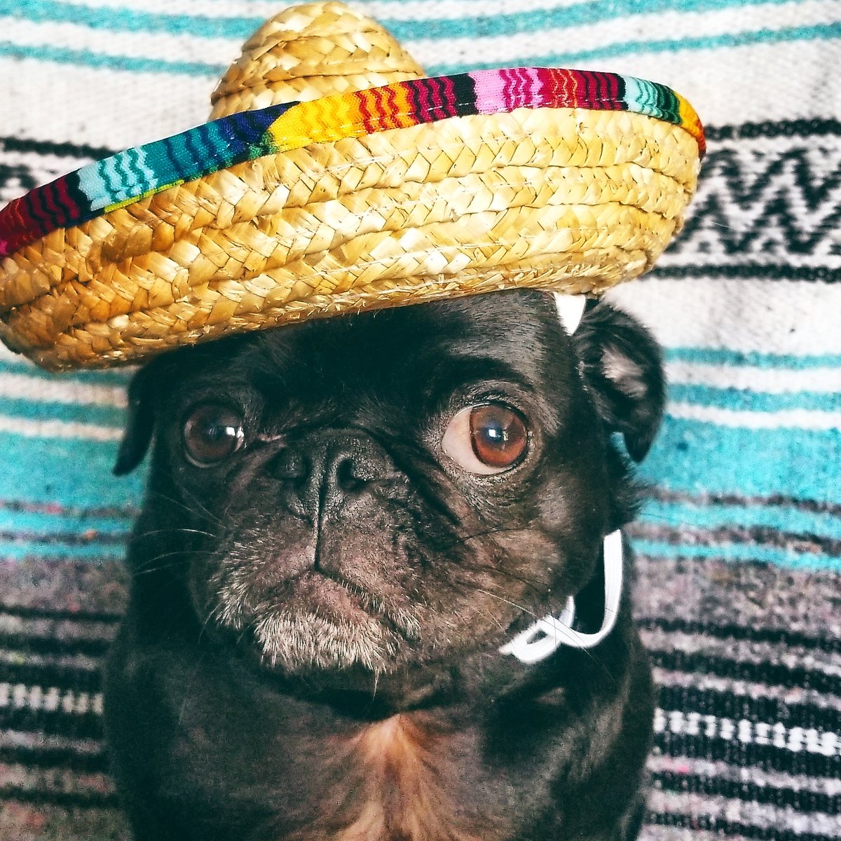 So was that a no to adding chips 'n queso to my hat then??? How about salsa instead? Guac?
Happy Cinco de Mayo! 🎉 🎉 🎉 🎉 🎉 🎉 🎉 🎉 🎉 🎉 🎉

#pug #pugs #dogsoftwitter #dog #dogs #CincoDeMayo #CincoDeMayhem2019 #CincoDeMayoWeekend #scribblepug