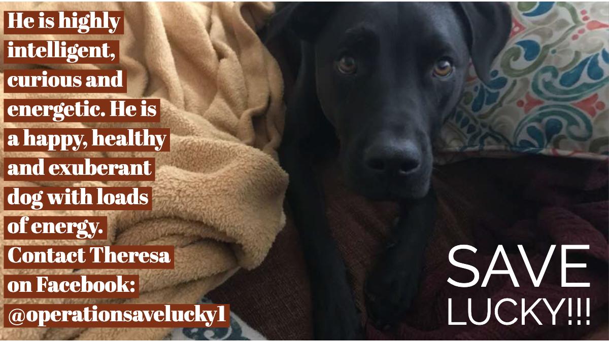 Kleioland's tweet photo. EMERGENCY #SAVELUCKY We need to find Lucky a #FureverHome or #FosterHome as an only dog, if not he might be euthanized. Lucky is lovely and highly energetic. He is neutered, current on his shots and microchipped. 
#Share #Like #Adopt https://t.co/UUxe5uX8PB https://t.co/CIAEUDTtIv
