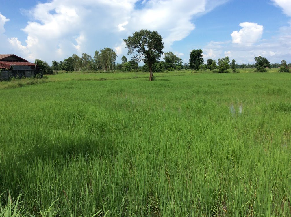 thingstodothai's tweet photo. 🌿Traveling – it leaves you speechless, then turns you into a storyteller
🎋Visit farm Khao Khun Mae
Enjoy herbal tea, lean how to dyed mohng shirt, taste the local home cooking 
Wsp +66944698222
https://t.co/cwYrA8CPnR
#nakhonpanom #thingstodoinnakhonpanom https://t.co/t1Tf6vuSjj