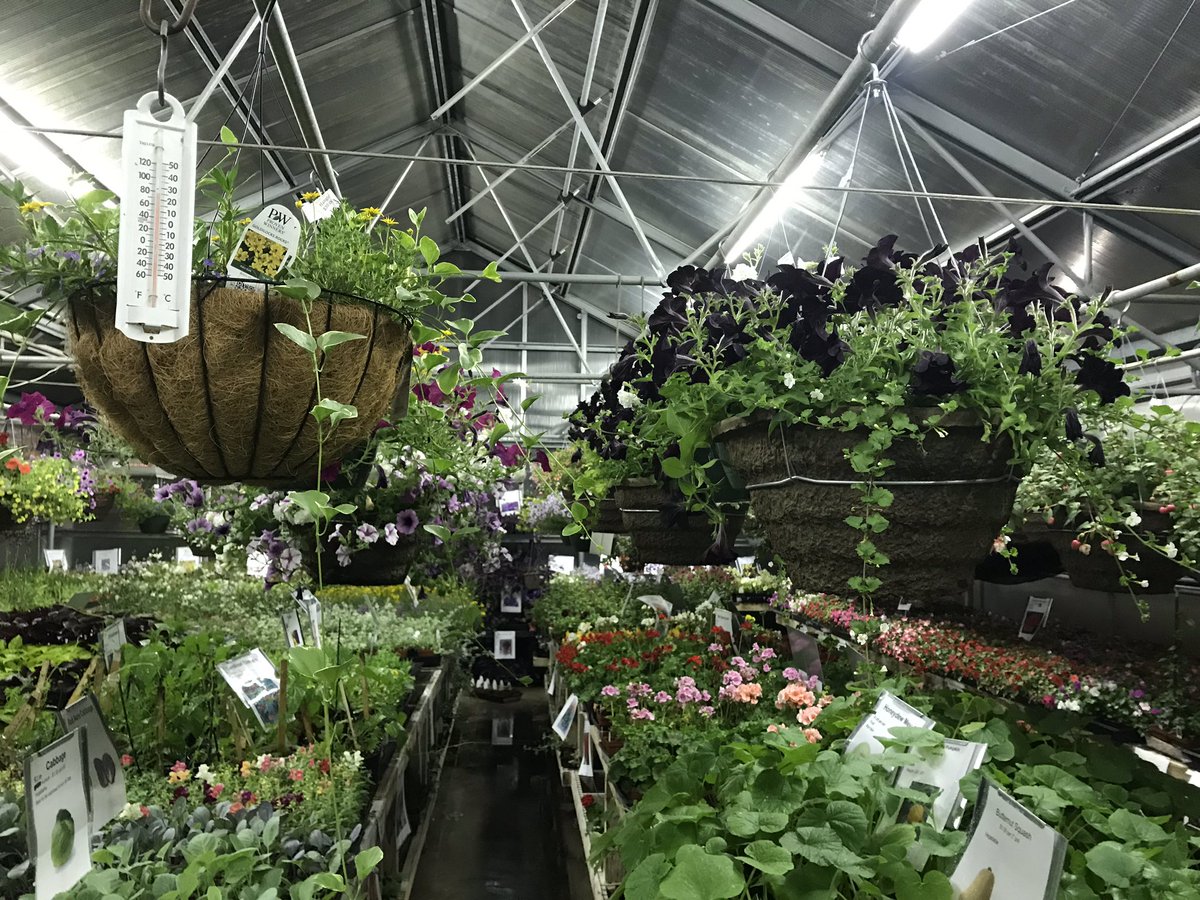 Milton_FFA's tweet photo. Plants are watered and tucked in for the night. Plant Sale opens Wednesday 10am-6pm. We will also be open Thursday &amp; Friday 3pm-5pm, Saturday 9am-3pm and the last sale date will be Saturday May 18th 9am-3pm. https://t.co/mmVQX6LKZ2