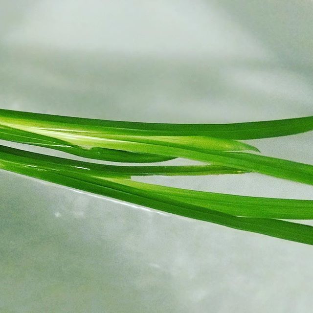 節句の日は菖蒲湯に。

せっかく日本🇯🇵に生まれたので
伝統を楽しみたいなと思ってます。

お湯を入れる際、先に菖蒲を入れるか、
水の時に入れて沸かすと
より効能も楽しめるようです。

#端午の節句 #厄除け
#菖蒲湯 bit.ly/2DQSHp8