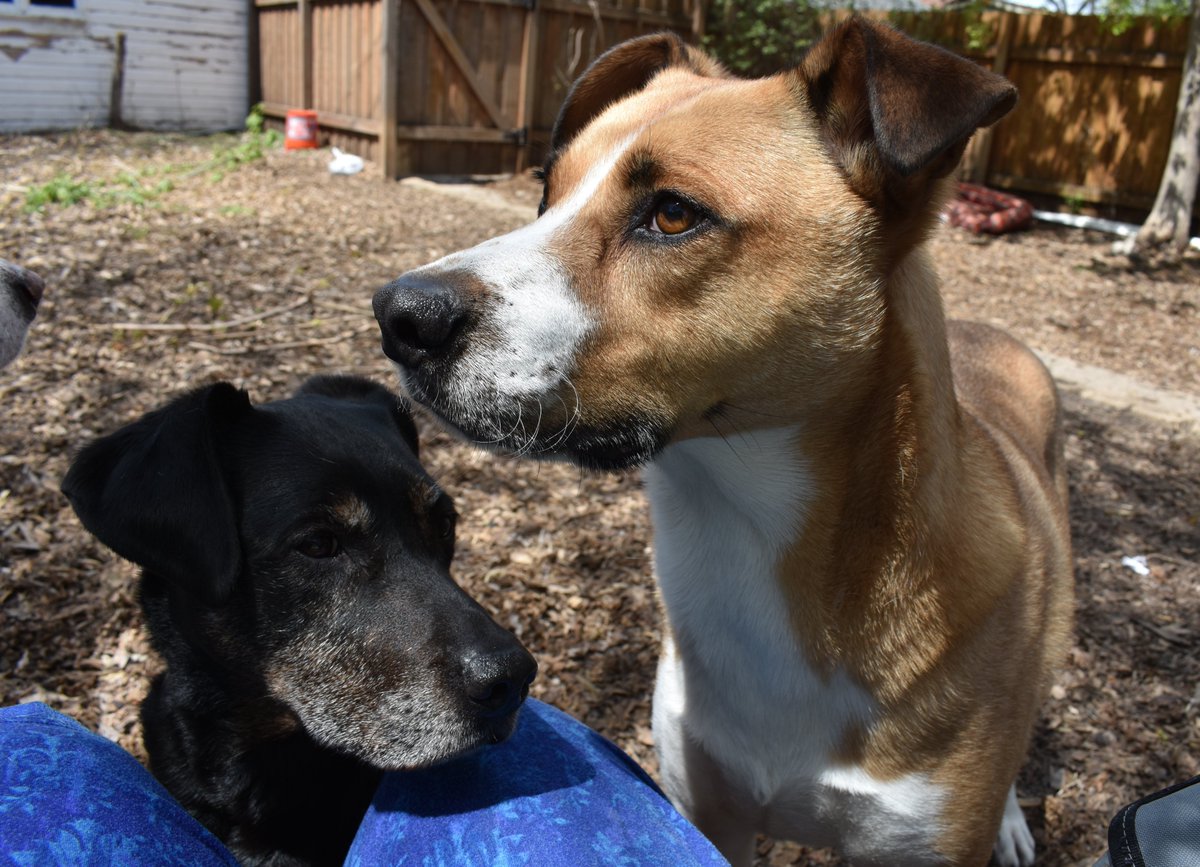 mushpuppies tweet media