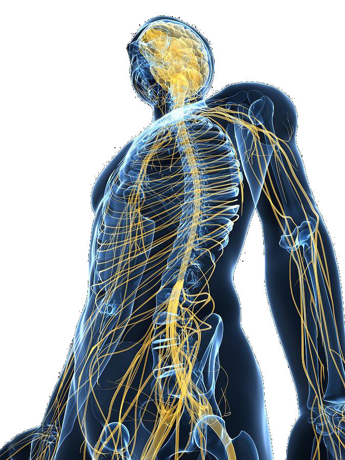 Органы из которых состоит нервная система и функции. Скачай нервную систему. Нервная система цнс. Органы нервной системы человека. Нервные окончания человека схема.