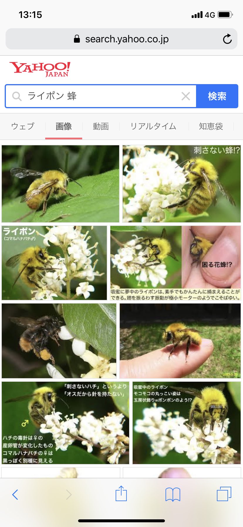 木村浩大 Sakanamon 蜂は怖いけどライポンは可愛い T Co 01vux9eik3 Twitter