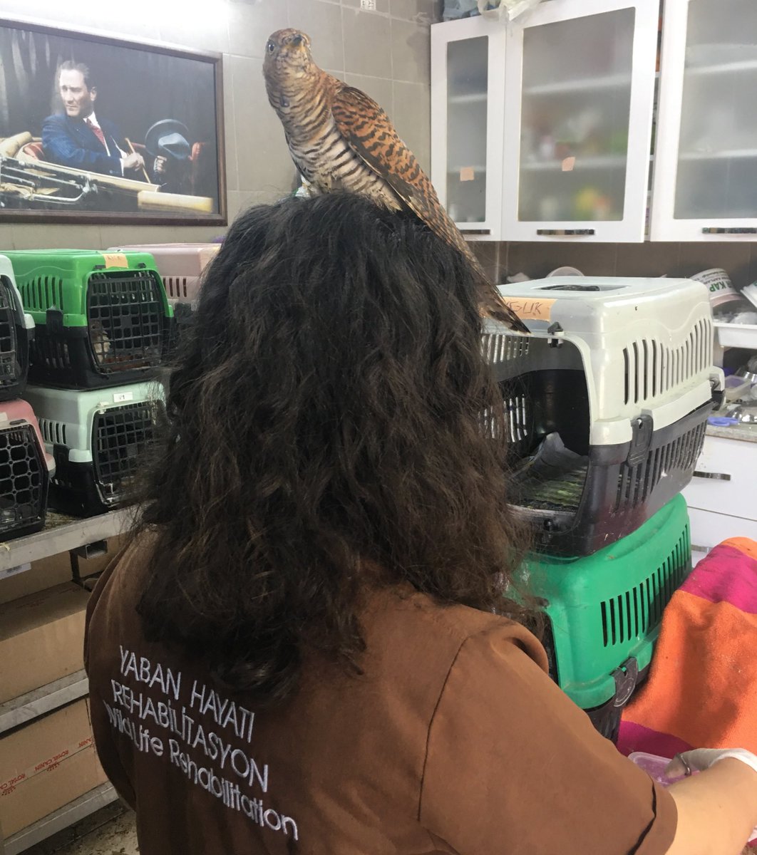 VAŞAK Kulübü (@vasak34) on Twitter photo Guguk Kuşunun (Cuculus Canorus Cuckoo) erişkin dişileri kızıl renklidir. Guguk kuşları böcek ve tırtıllarla beslenirler. Tedavideki dişi guguk kuşu böcek ziyafetinden önce sevgisini sunuyor. 💚 <a href="/coraman/">Emrah Çoraman</a> <a href="/kuzeyormanlari/">Kuzey Ormanları Savunması</a> Guguk Kuşunun (Cuculus Canorus Cuckoo) erişkin dişileri kızıl renklidir. Guguk kuşları böcek ve tırtıllarla beslenirler. Tedavideki dişi guguk kuşu böcek ziyafetinden önce sevgisini sunuyor. 💚 <a href="/coraman/">Emrah Çoraman</a> <a href="/kuzeyormanlari/">Kuzey Ormanları Savunması</a>