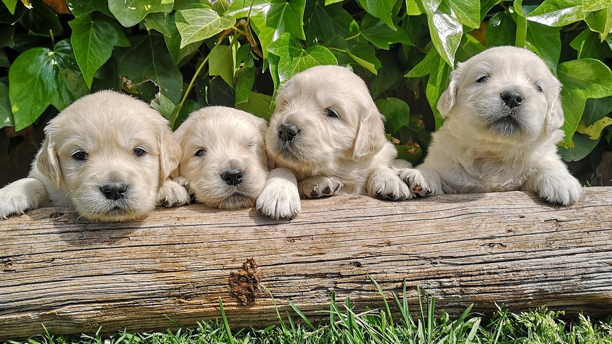 GossosdeGoscan's tweet photo. Beagle, Labrador i Golden Retriever... Difícil decidir-se, oi? Vine a visitar-nos i descobreix quina raça és la millor per a la família. Truca'ns, t'esperem! https://t.co/fx5U2ZRhwk https://t.co/V3qwAK4rzE