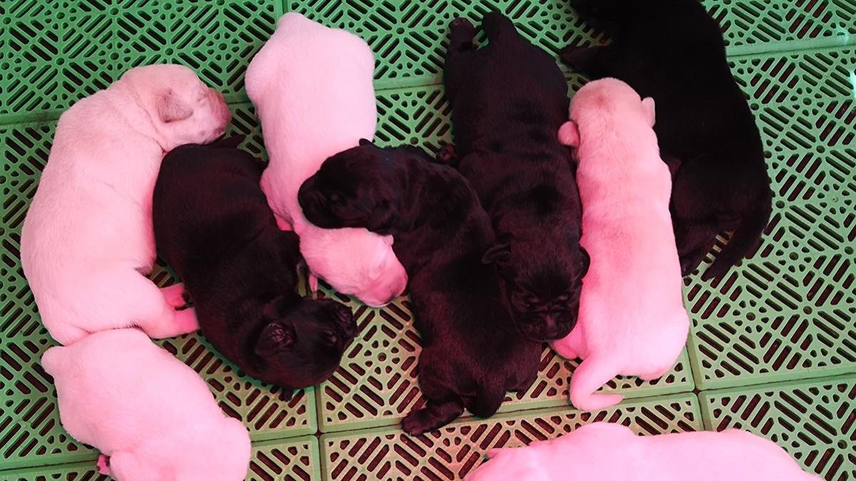 GossosdeGoscan's tweet photo. Beagle, Labrador i Golden Retriever... Difícil decidir-se, oi? Vine a visitar-nos i descobreix quina raça és la millor per a la família. Truca'ns, t'esperem! https://t.co/fx5U2ZRhwk https://t.co/V3qwAK4rzE