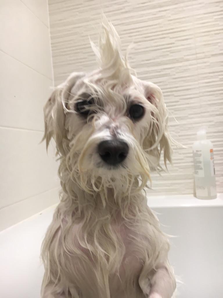 RatheeshRavi's tweet photo. Can’t say he enjoys bath time 😄 #dogsoftwitter https://t.co/FeA66iWvfS