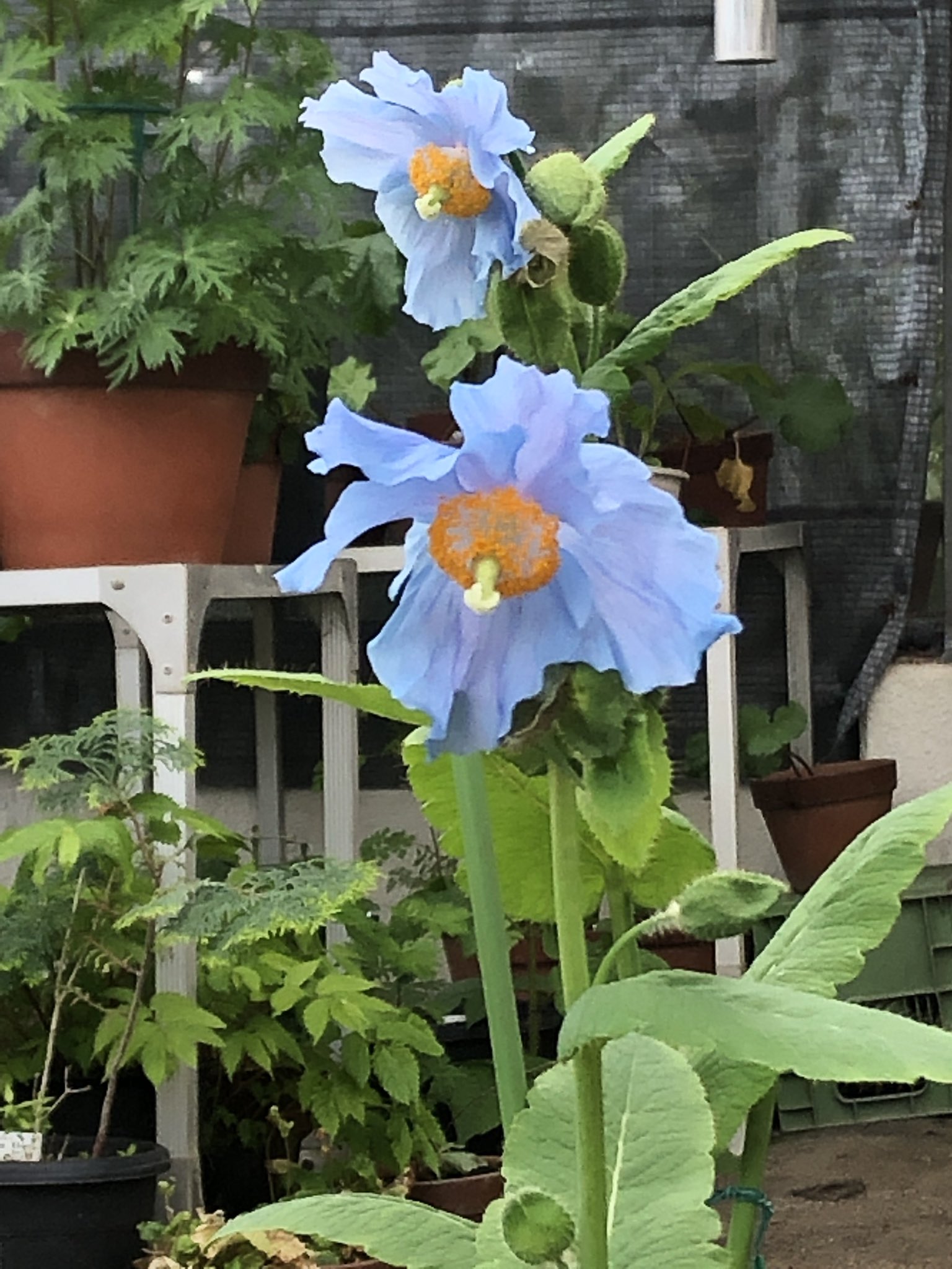 六藤あさぎ 東京都薬用植物園でヒマラヤの青いケシ メコノプシス ベトニキフォリアとメコノプシス グランディス 鑑賞 そう 都内でも見られるのです 冷温室のガラス越しでもこの神秘的な青が損なわれることはありません T Co Vdrm5kpxzm