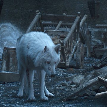 strawberrikai's tweet photo. Ned Stark: "You will train them yourselves, you will feed them yourselves, and if they die, you will bury them yourselves."

Not give them away after they risked their lives protecting you over, and over, and over again. 

Ghost deserved better. #GameOfThrones https://t.co/AauJHbqURf
