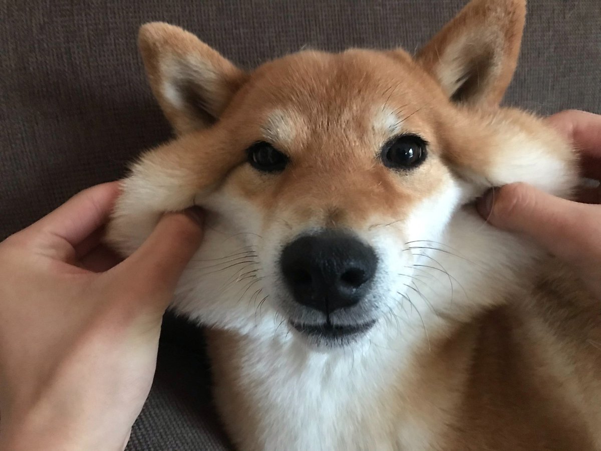 柴犬かわいい 柴犬かわいい