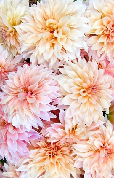 elsufuen's tweet image. 