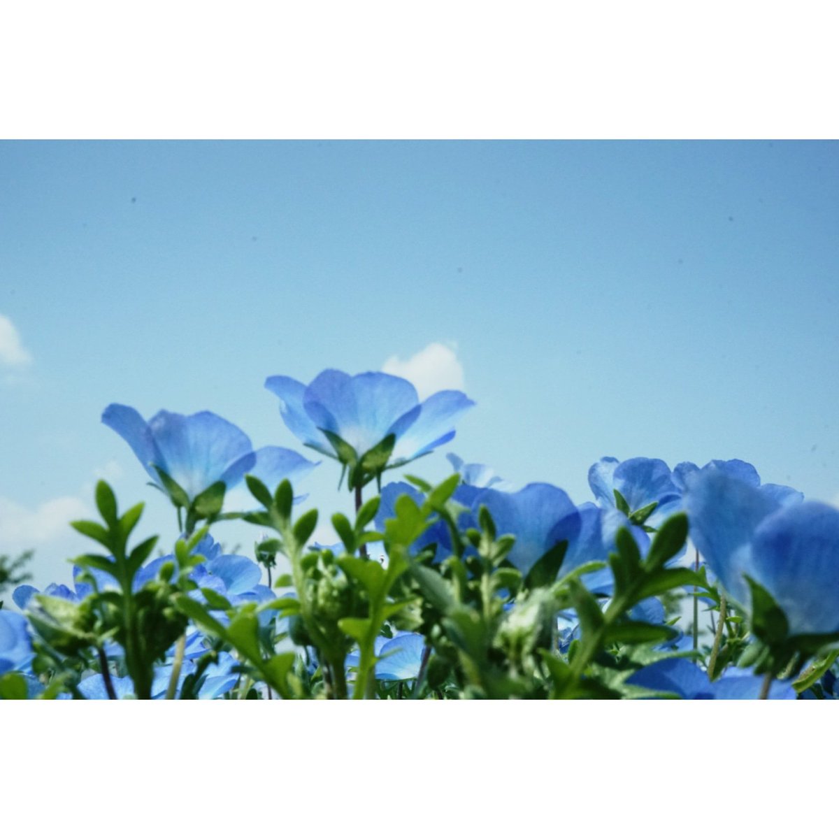 syanPhoto's tweet photo. 2019/05/02.
#ネモフィラ祭り2019フォトコン
#大阪舞洲シーサイドパーク
#ネモフィラ #ネモフィラ祭り
#Flower #Blue #青 #蒼 #ネモフィラブルー
#syanphoto
#photograph #photography
#photogenic_jp #photo
#はなまっぷ #青空
#sky #skyblue #透明感 https://t.co/DzMTQsHK18 https://t.co/HyQ46itm0o