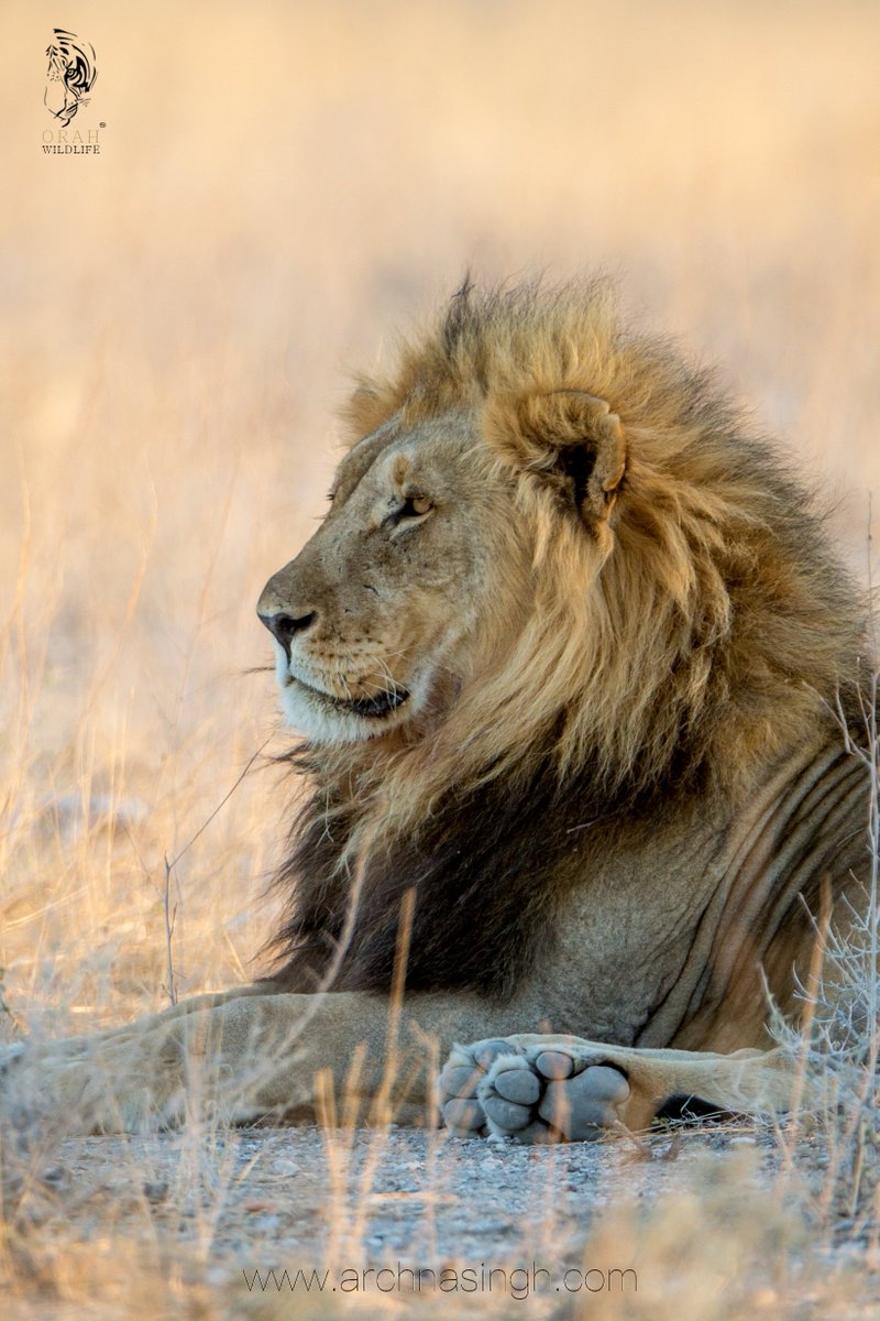 Male lion, Etosha National Park, Namibia, Africa, April 2019