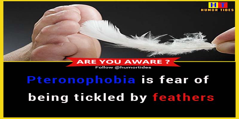 humortides's tweet photo. Pteronophobia is fear of being tickled by feathers..
@humortides 

#funfact #factcheck https://t.co/Ol4tHPCdUb