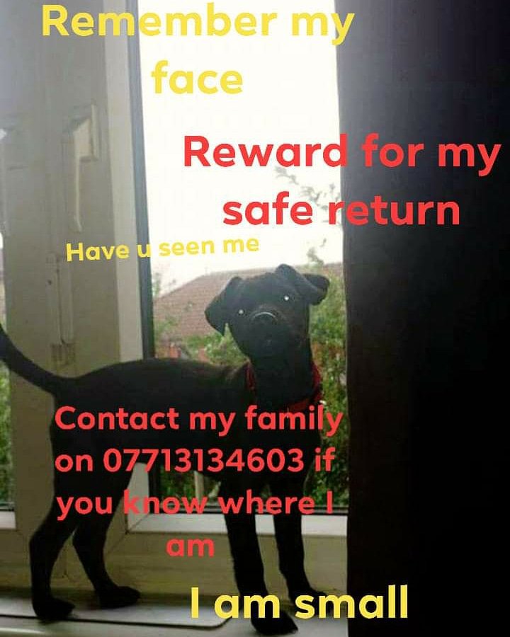 letham_kirsty's tweet photo. 154 days now since angel has been missing presumed stolen. Can everyone keep sharing angel let her be seen and found.#lostdog #bringangelhome 
#lost 
#PatterdaleTerrier 
#Cambuslang 
#Glasgow 
#helpfindangel 
#stolen https://t.co/dE8NyfmO8c