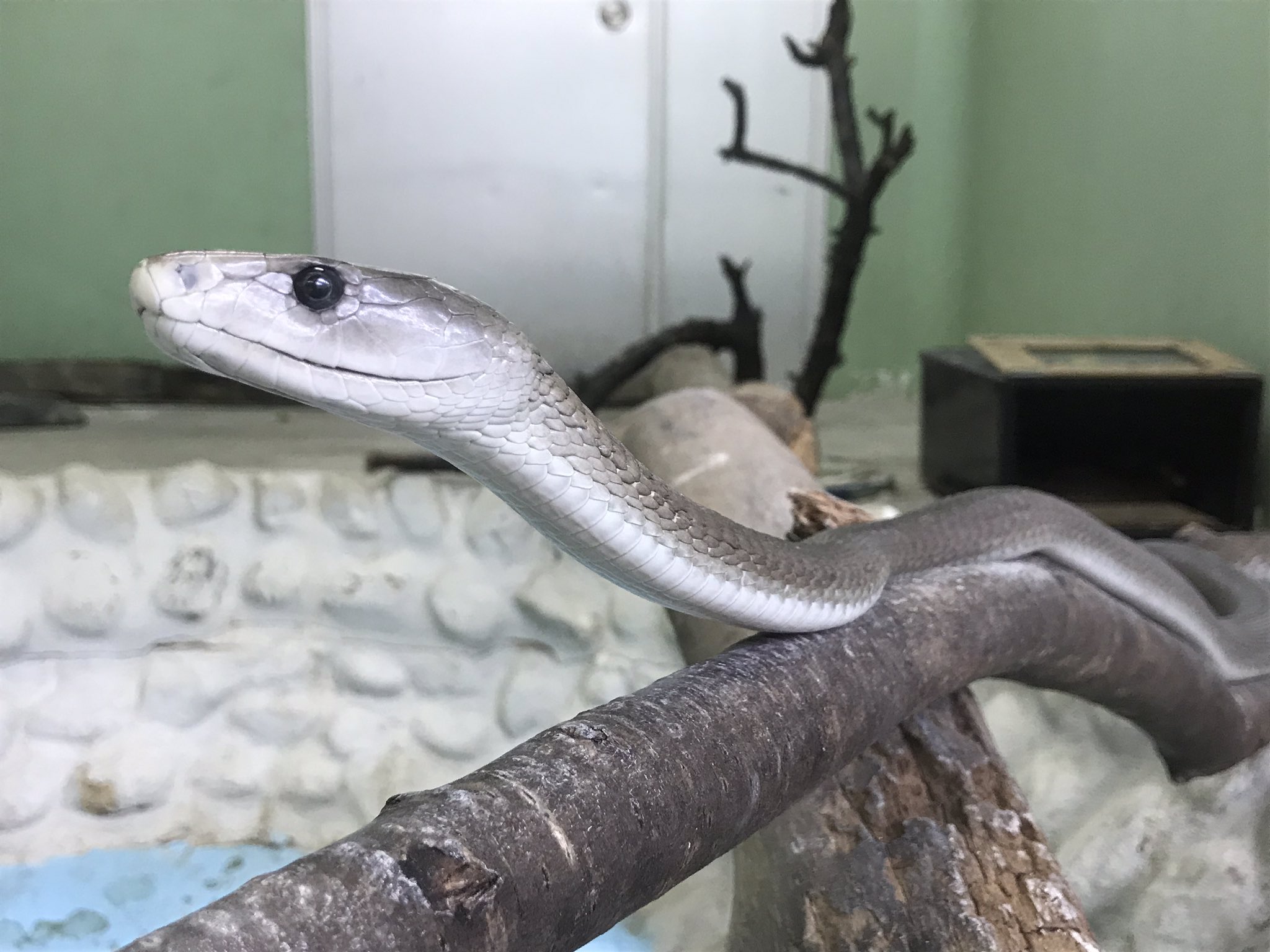 Twitter 上的 ジャパン スネークセンター Jsc 10連休も本日でおしまいです ニュースなどを見ていると 休日がありすぎて逆に疲れてしまったという方も見かけます さて 写真は今日もいいポーズをとっているブラックマンバと 落ち着いた様子のシンリンコブラです