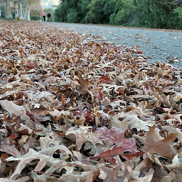 BaldCat269's tweet photo. Love this time of the year...
#seasons 
#seasonschange 
#autumn 
#leaves 
#lifechanges 
#dogwalks 
#LoveNZ 
#sharemewlg 
#LovetheHutt 
#UpperHutt https://t.co/7fxneUHdKB https://t.co/PNu6aQXQ38