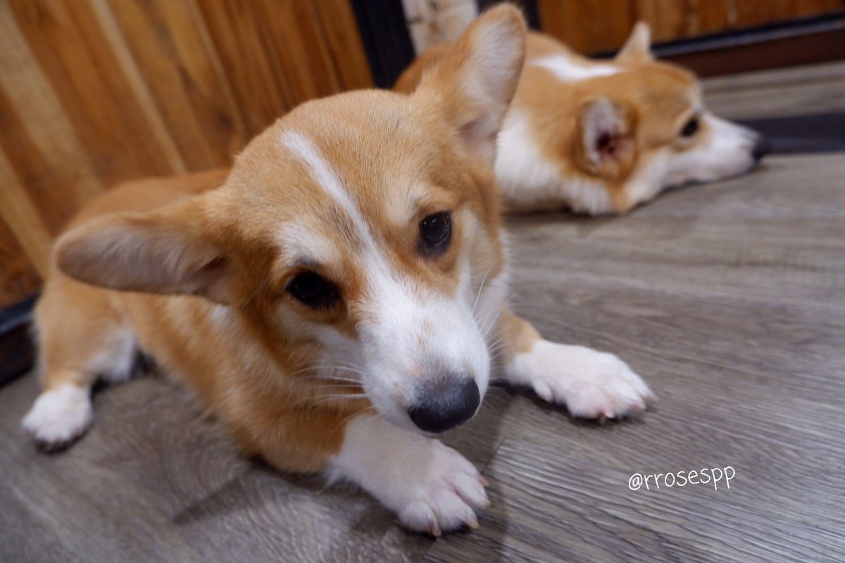 ♡ โรสมินิรีวิว🌻 tweet media