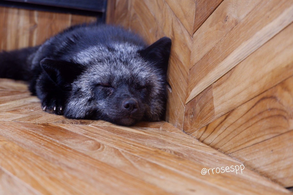 ♡ โรสมินิรีวิว🌻 tweet media