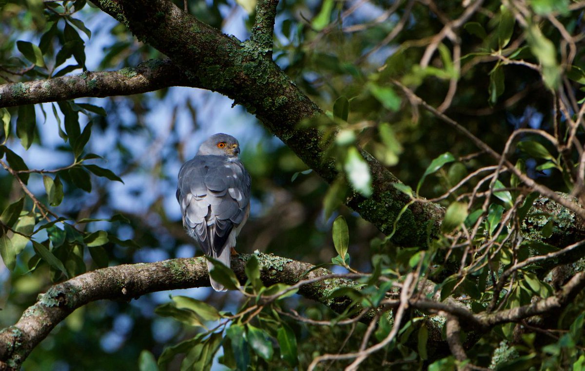 mararaptors's tweet photo. Last week we were very excited to find this Shikra in Lemek Conservancy. This is our project's first record of this species for the Mara. A big thanks to Shiv Kapila from the Kenya Bird of Prey Trust for taking the picture. #mararaptorproject #shikra #maasaimara #lemek #accipiter https://t.co/MSERJ4rxXQ