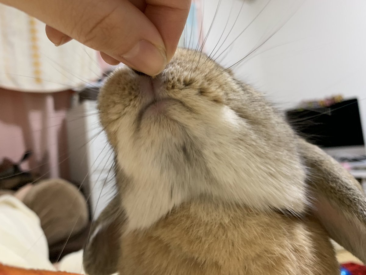 hamumichan's tweet photo. おやつタイム🍨🍦🍪🍩🍬🍫
#うさぎ #ロップイヤー #ホーランドロップ #うさぎのいる暮らし  #うさぎのいる生活 https://t.co/qMPmGyXFT6