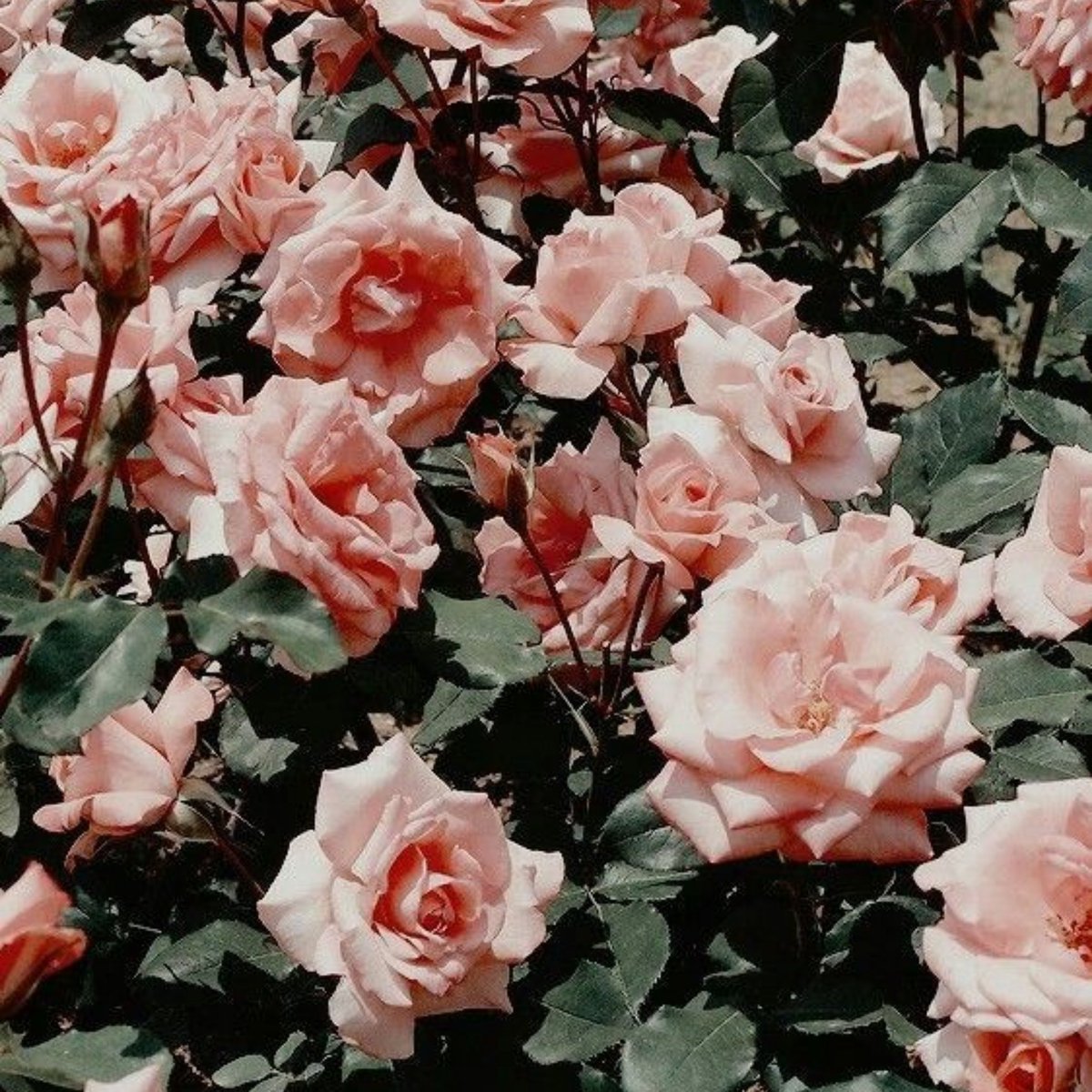 doitnow199x's tweet photo. I like you (a lot) Taehyung-ssi 😘💜 #ArmySelcaDay
@BTS_twt #BTSArmy #Taehyung https://t.co/xcklUfopgx