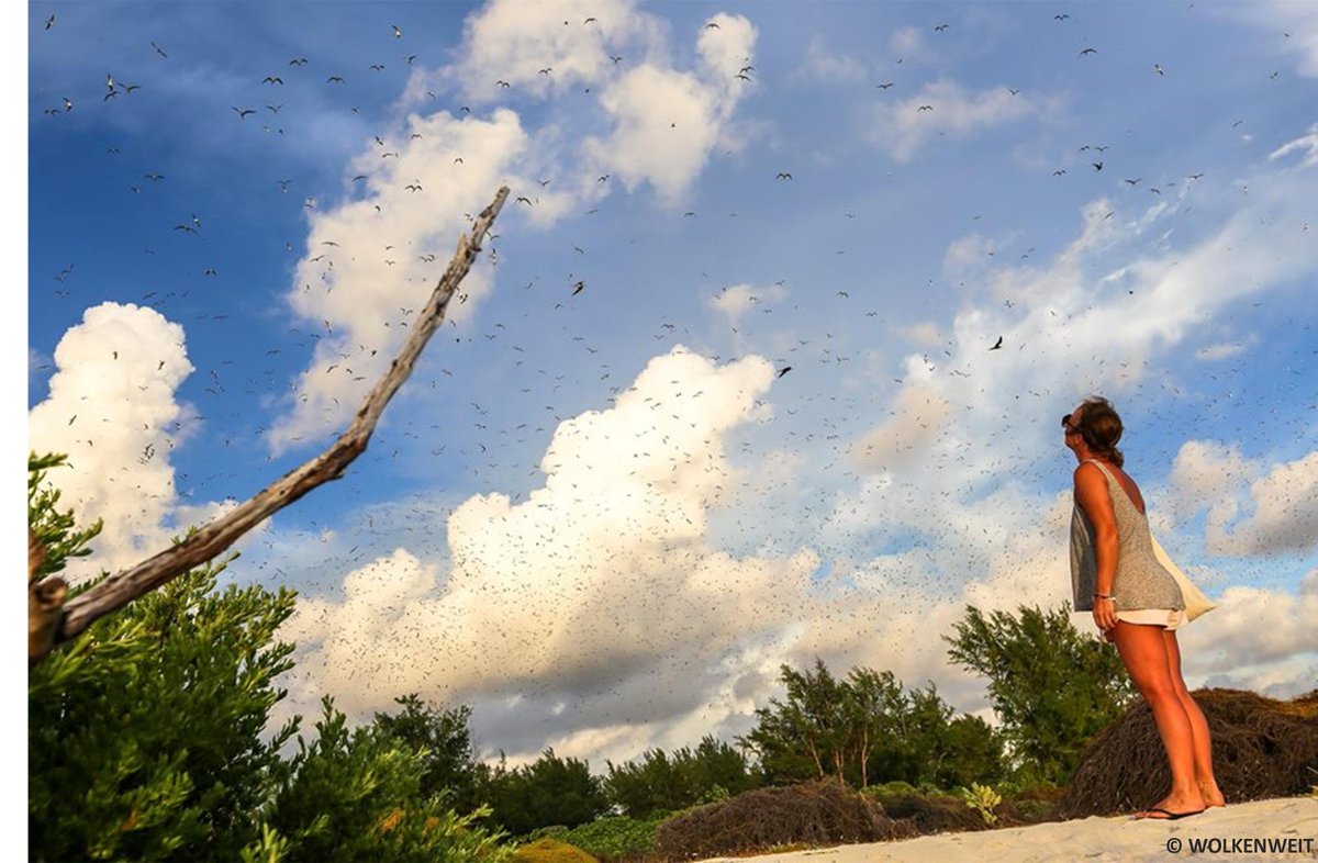 They're out there and should soon be laying!🐦🐦🐦
#WondrousSight #Birds #SootyTerns #BirdIsland #Seychelles

Photo: Wolkenweit