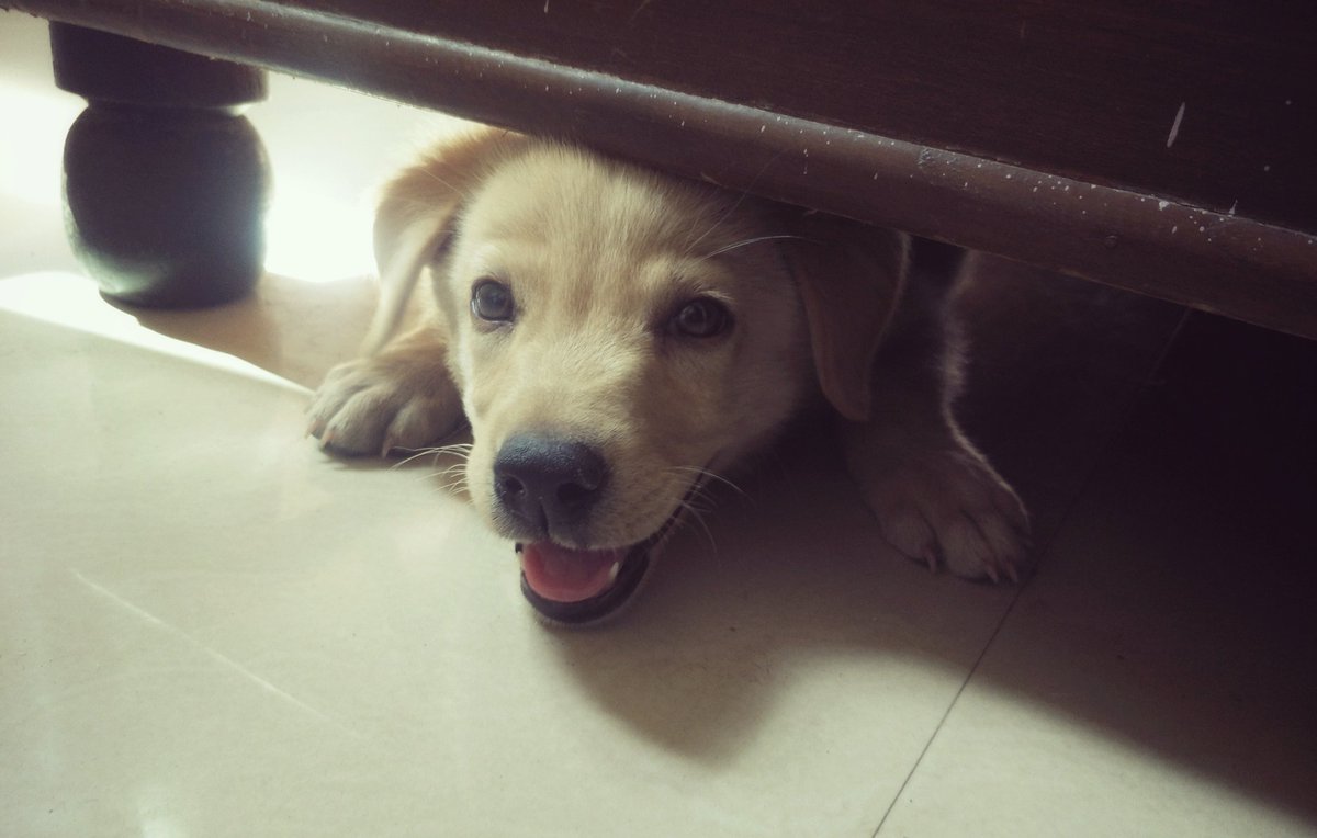 terafavourite's tweet photo. Mr. shiro will teach you how to get stuck under the bed 🐶

#monday #madness https://t.co/y48ml25iH8