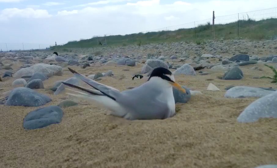 werncottage's tweet photo. @laurencejclark @DerekTheWeather @GronantTerns Well Done All! Looking forward to viewing the Little Terns and their chicks from the hide soon! @NW_LITTLE_TERN @GronantTerns @RSPBCymru https://t.co/yHMWcxHesD
