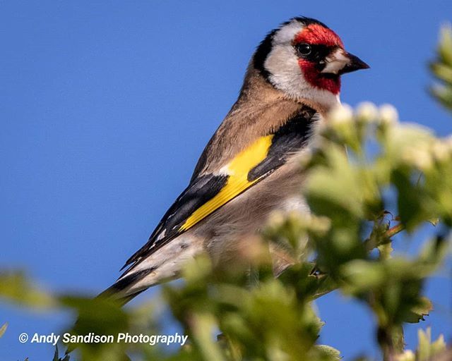 andysandisonph's tweet photo. Goldfinch
#summerleysnaturereserve #springwatch #summerleys #naturephotography #outdoorsisfree #outdoorphotography #goldfinch #goldfinches #goldfinchesofinstagram #whereilive #canon80d #mycanon #canon #canoneos #wildlifephotography #wildlifetrust #wildlifetrustbcn #canonuk https://t.co/nurbPBA6do