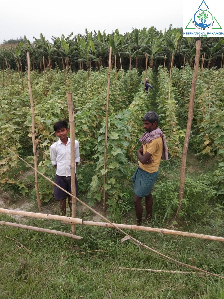 IPLBiologicals's tweet image. Our team member visited Sanghaghat village of Bihar and check the result of our #products #Sanjeevni &amp;amp; #PhasalRakshak which used by a #farmer in his #cucumber #crop
#organicfarming #agriculture #crops #vegetables #fruits @IPLBiologicals