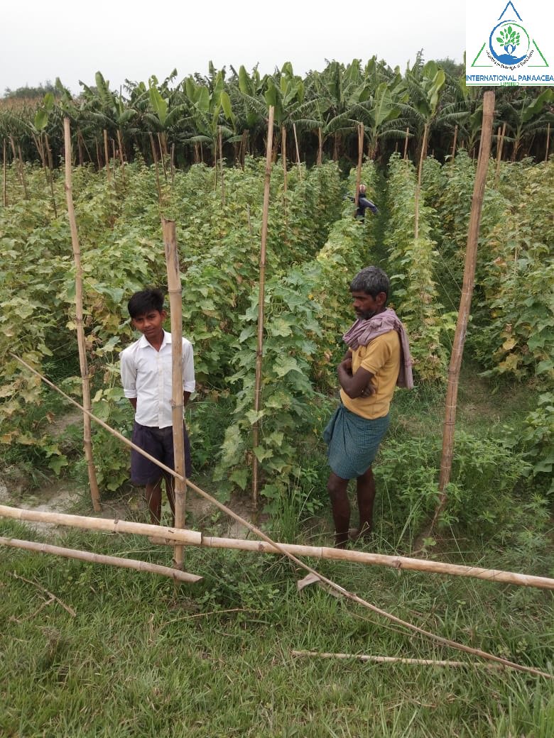 IPLBiologicals's tweet image. Our team member visited Sanghaghat village of Bihar and check the result of our #products #Sanjeevni &amp;amp; #PhasalRakshak which used by a #farmer in his #cucumber #crop
#organicfarming #agriculture #crops #vegetables #fruits @IPLBiologicals