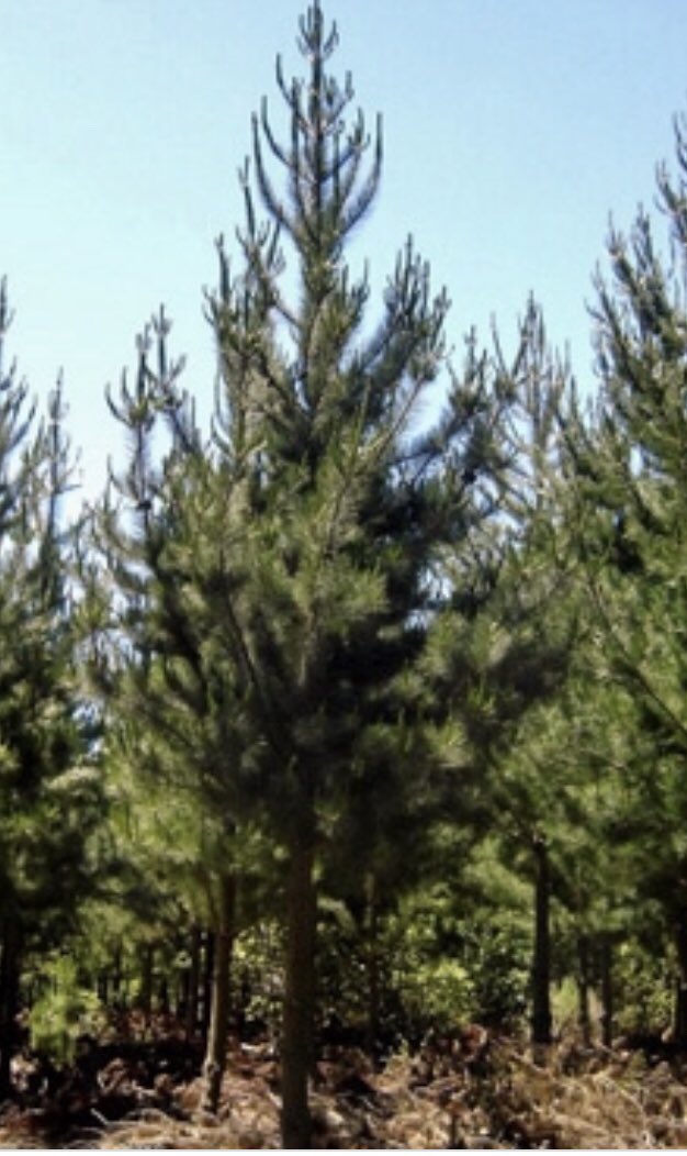 pepmari4's tweet photo. Si quieres que un pino crezca mucho, plántalo al lado del árbol más alto. Le obligarás a buscar la luz.
#metáforas https://t.co/nt8i5NCBbN