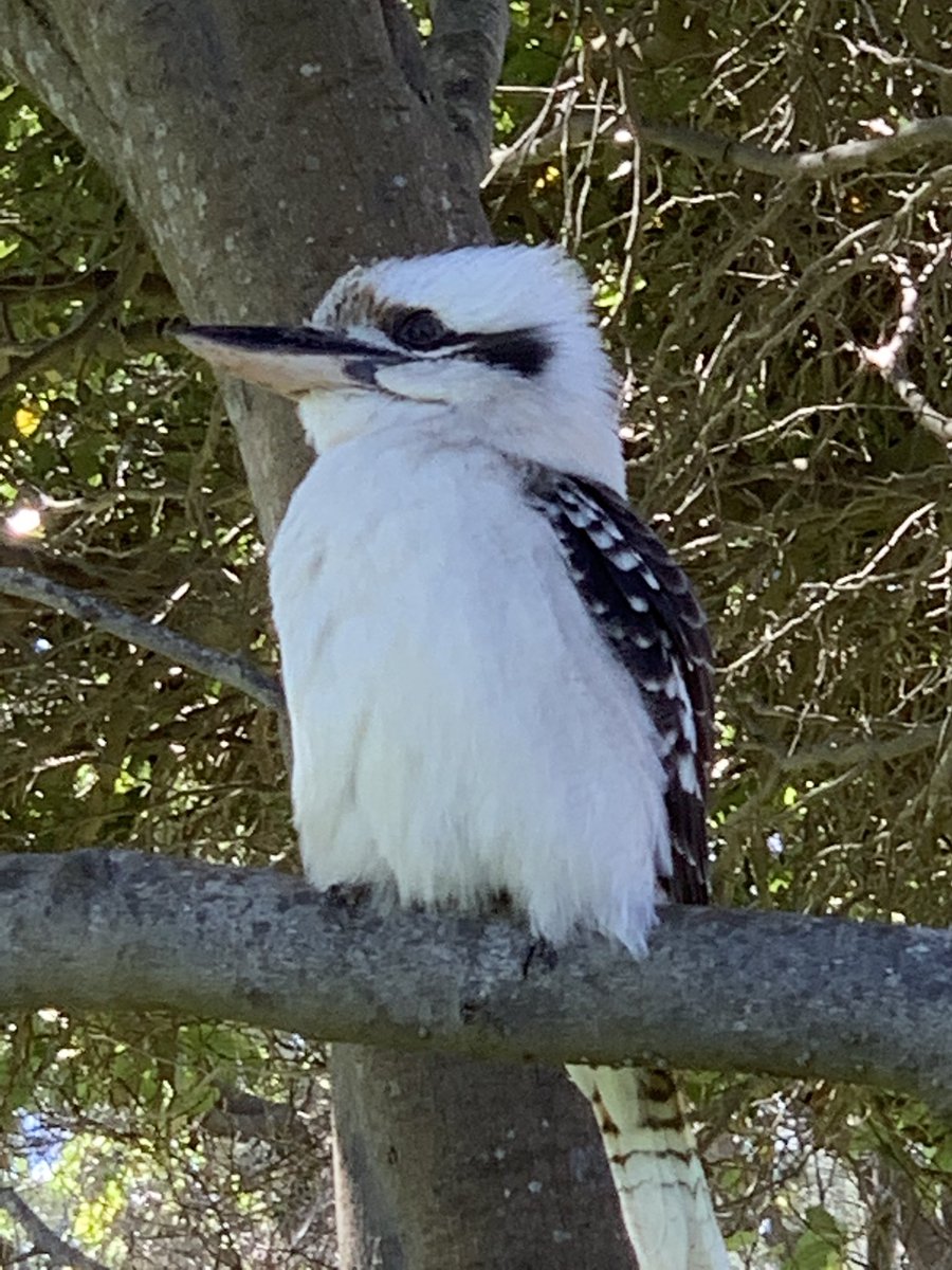 O_M_Threads's tweet photo. #👋🏽😜🌏 #kookaburra https://t.co/3vUDl6MC48