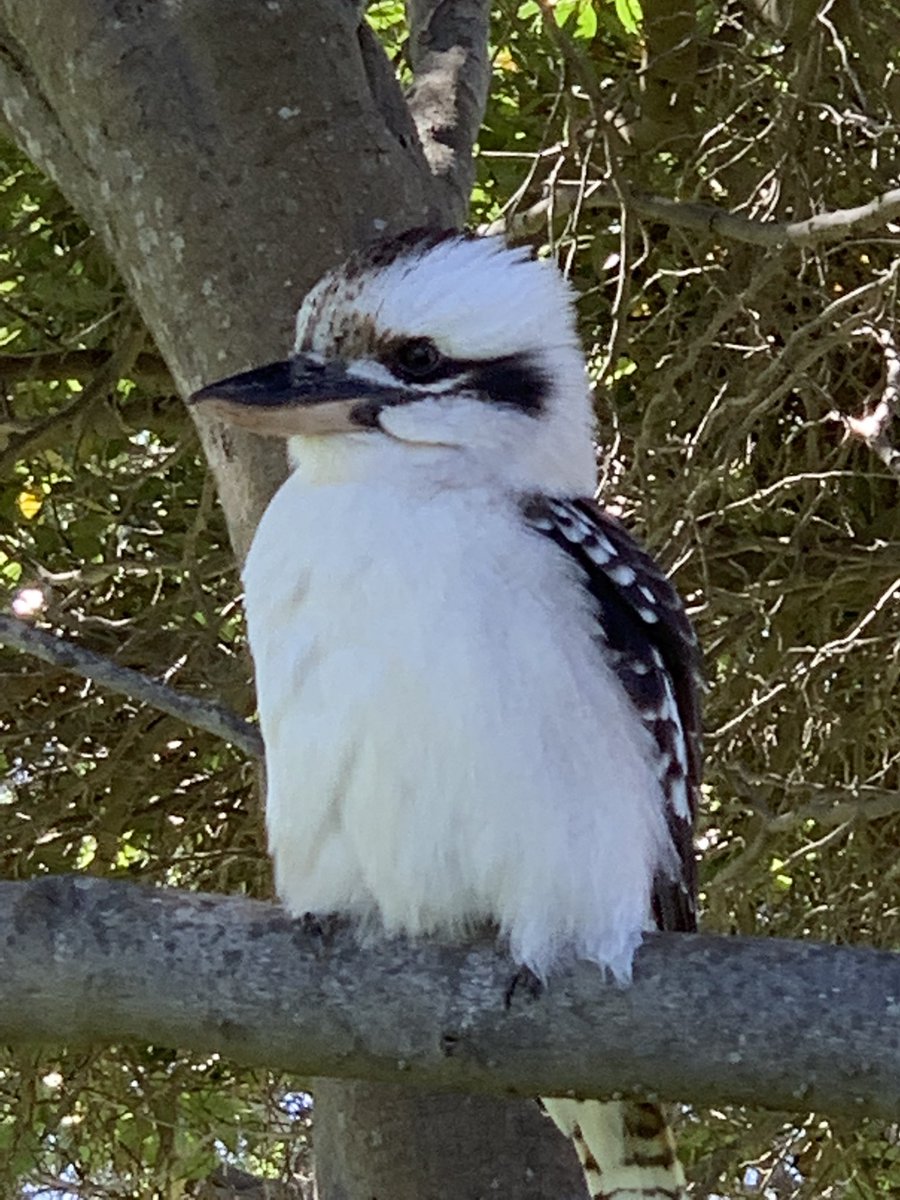 O_M_Threads's tweet photo. #👋🏽😜🌏 #kookaburra https://t.co/3vUDl6MC48