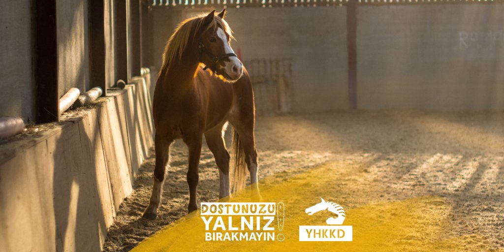 spiritatyemi's tweet photo. Sizin için küçük, onlar için büyük bir adım. 

Ufacık bir bağış hayat kurtarır.

#atyemi #atcilik #atyarisi #milagro #yhkkd #dost #baris #destek #yardim https://t.co/3hNEbFBtkq