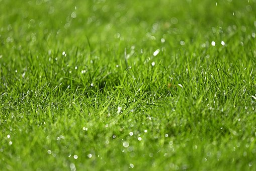 turffox's tweet photo. Professional Lawn Care Services Sarasota: Do I Need Them?
https://t.co/mCFB2dMtbA
#lawncare #lawn #sarasota https://t.co/O4ECgUy95v