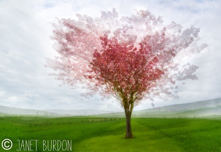 Cherry tree at Huggate #WoldsWay #eastyorkshire #huggate #blossom 
#sharemondays2019 #Wexmondays #fsprintmonday